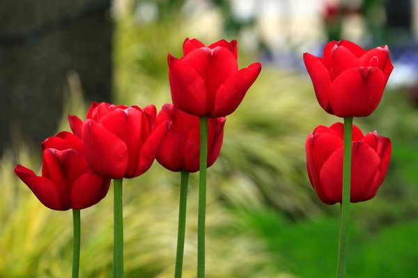 L'achat d'une maison individuelle : comprendre l'importance de l'emplacement